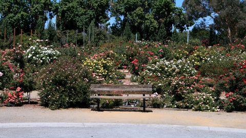 A bench facing blooming rose beds at the San Jose Municipal Rose Garden, a free place to spend time on your own